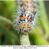 pontia chloridice larva5b